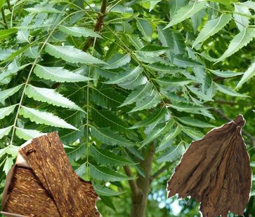 Biopesticides